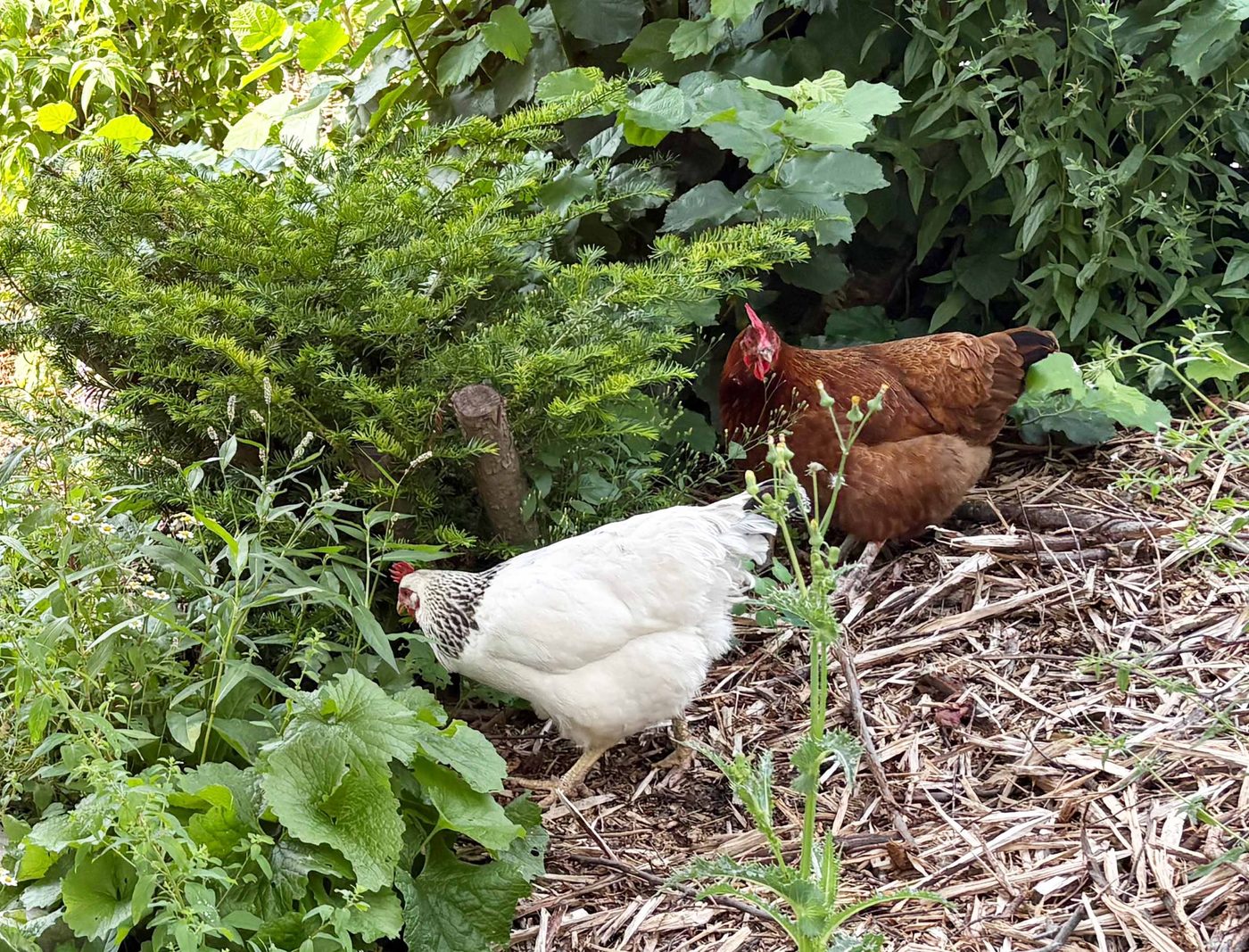 Zwei Hühner im Garten zwischen Grünpflanzen